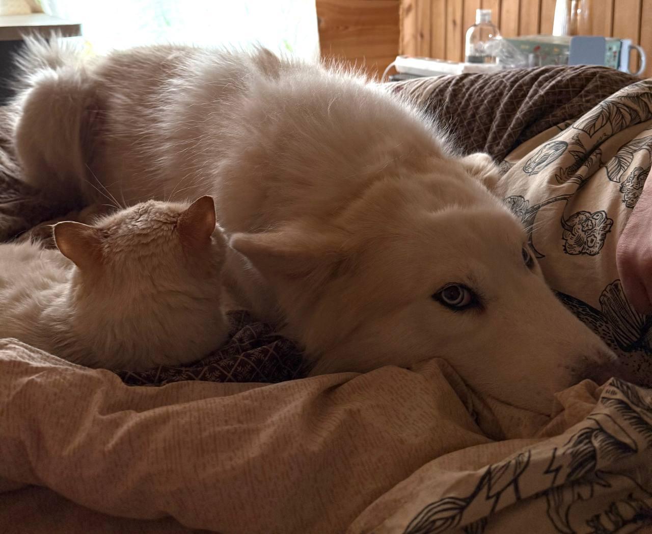 Фото Новосибирцы показали фотографии своих греющихся питомцев 6 - Сиб.ФМ Фото Новосибирцы показали фотографии своих греющихся питомцев 6