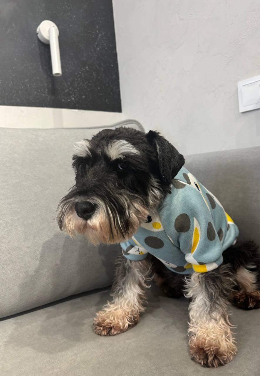 Фото Новосибирцы показали фотографии своих греющихся питомцев 7 - Сиб.ФМ Фото Новосибирцы показали фотографии своих греющихся питомцев 7