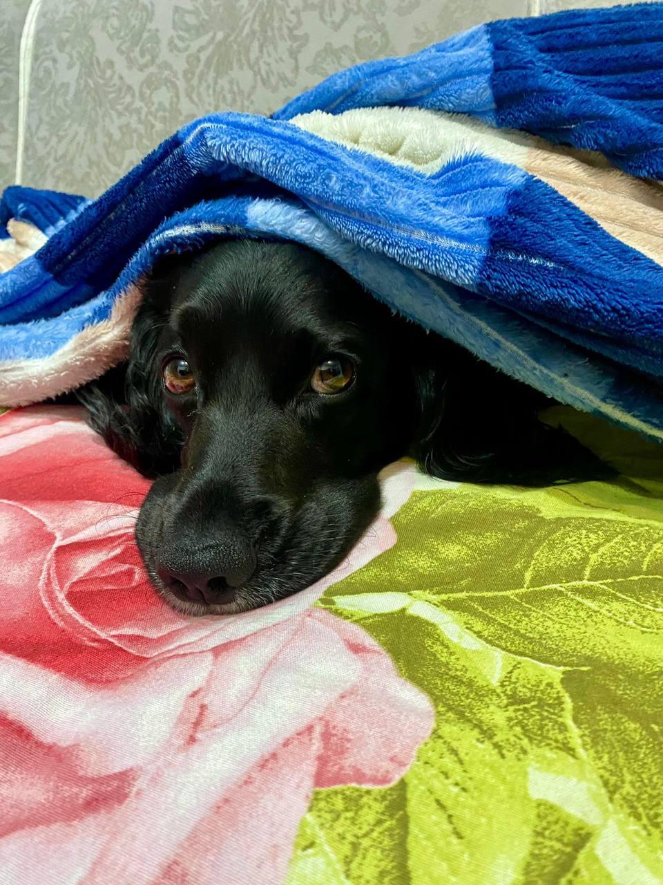 Фото Новосибирцы показали фотографии своих греющихся питомцев 4 - Сиб.ФМ Фото Новосибирцы показали фотографии своих греющихся питомцев 4