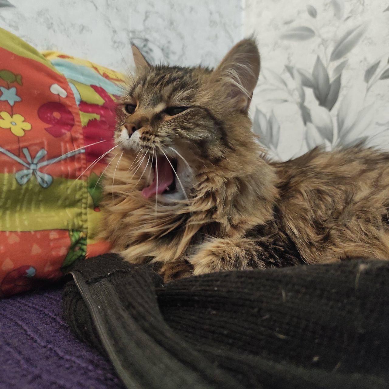 Фото Новосибирцы показали фотографии своих греющихся питомцев 3 - Сиб.ФМ Фото Новосибирцы показали фотографии своих греющихся питомцев 3