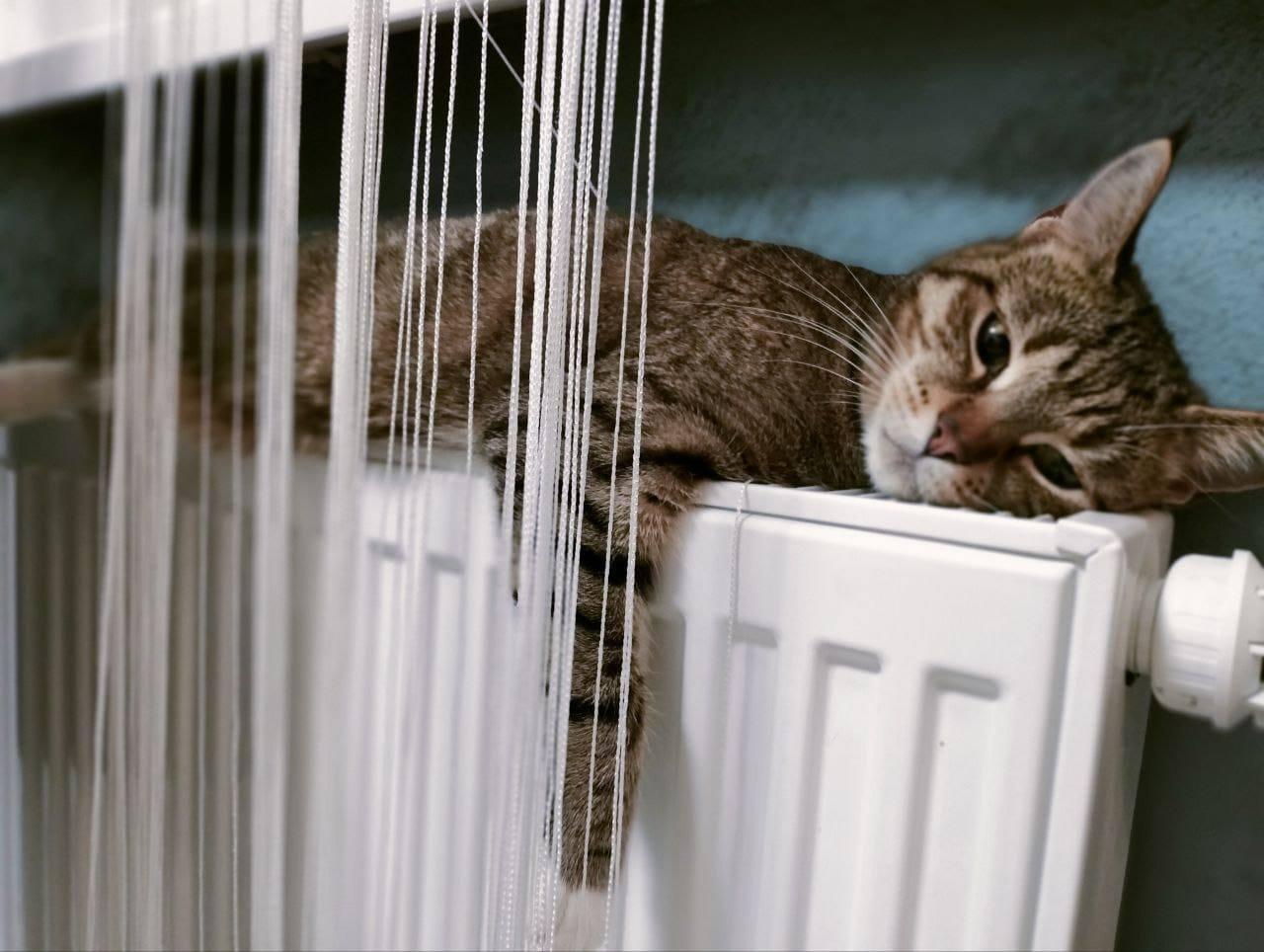 Фото Новосибирцы показали фотографии своих греющихся питомцев 2 - Сиб.ФМ Фото Новосибирцы показали фотографии своих греющихся питомцев 2