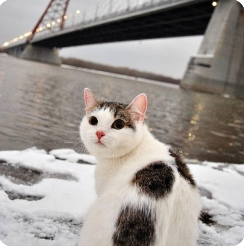 Фото Новосибирцы показали фото окутанного снегом города 4