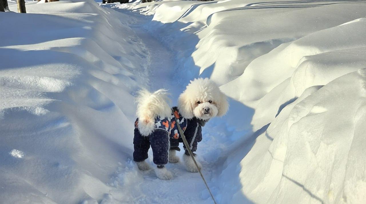 Фото Опубликованы фото украшенных жгучим морозом новосибирцев, собак и деревьев 7