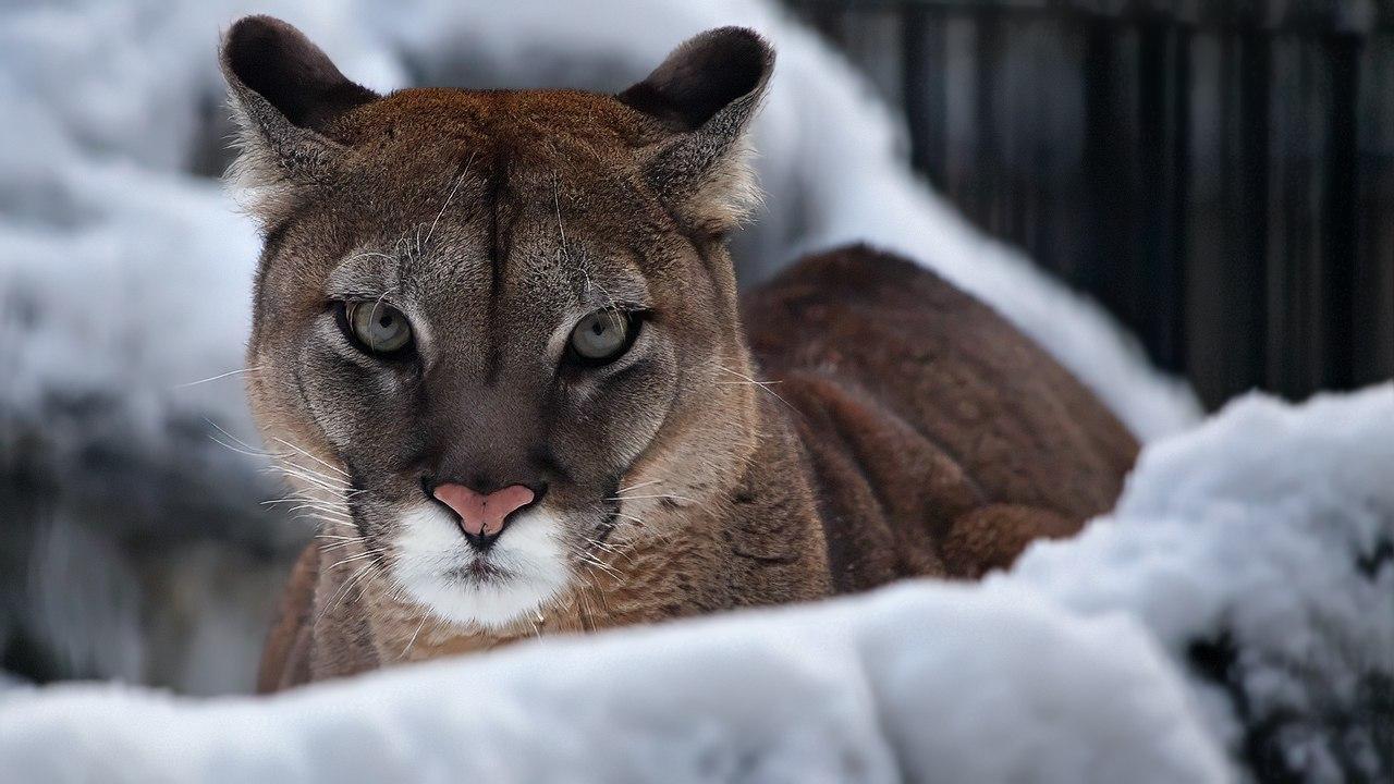 Фото В Новосибирске показали животных из зоопарка в зимнюю погоду 2 - Сиб.ФМ Фото В Новосибирске показали животных из зоопарка в зимнюю погоду 2