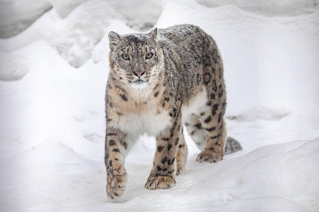 Фото В Новосибирске показали животных из зоопарка в зимнюю погоду 4 - Сиб.ФМ Фото В Новосибирске показали животных из зоопарка в зимнюю погоду 4