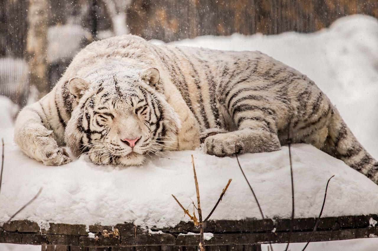 Фото В Новосибирске показали животных из зоопарка в зимнюю погоду 5 - Сиб.ФМ Фото В Новосибирске показали животных из зоопарка в зимнюю погоду 5