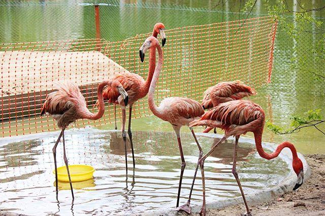 Зоопарк фламинго