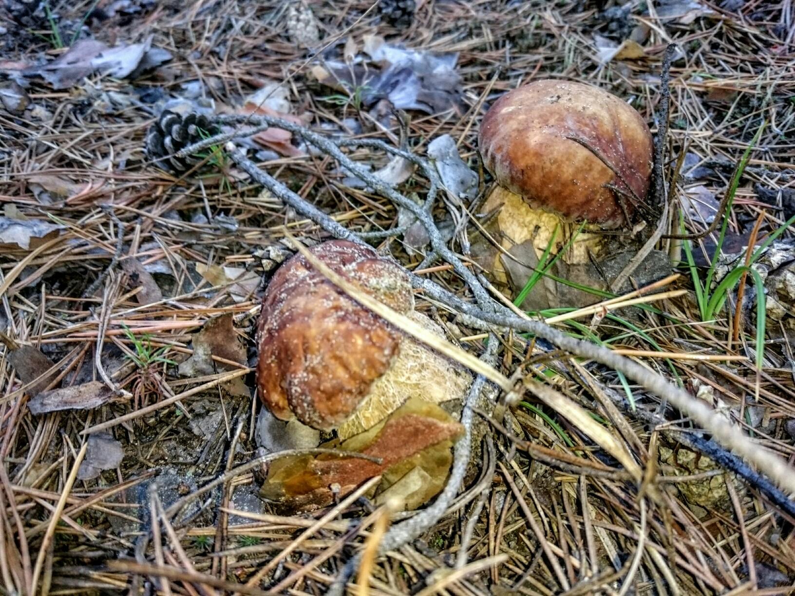 Съедобные грибы Кемеровской области