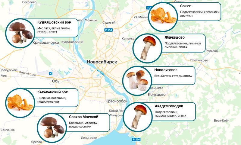 Грибная карта ленинградской области сморчки