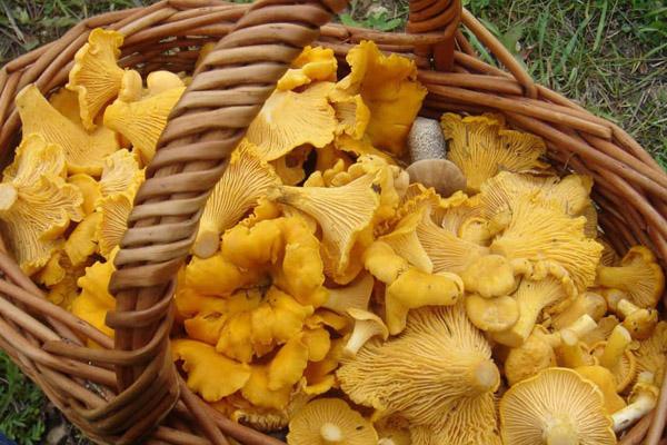 фото Не ешь, козлёночком станешь: какие ядовитые грибы в Новосибирской области похожи на съедобные 11
