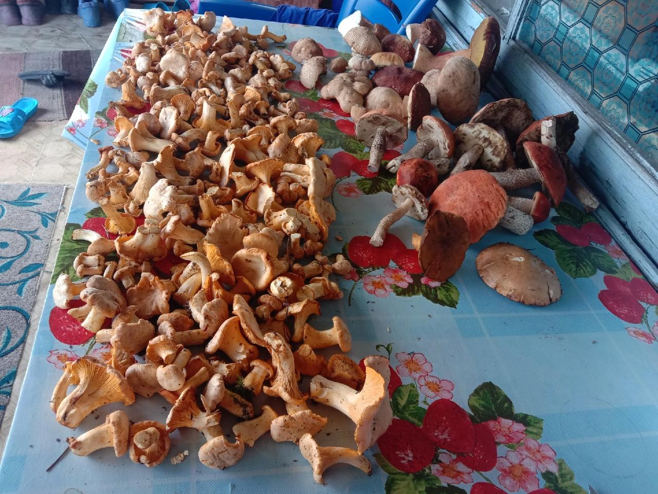 фото «Столько грибов мы ещё не собирали»: новосибирцы хвастаются урожаем дикоросов 2