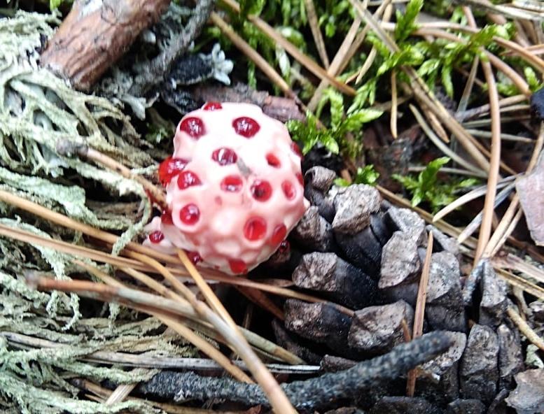 фото Ежовик коралловидный и весёлка обыкновенная: миколог назвала самые необычные грибы Новосибирской области