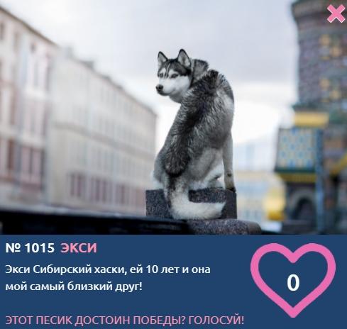 Фото Более тысячи собак стали участниками фотоконкурса «Главный пёсик Новосибирска» 2