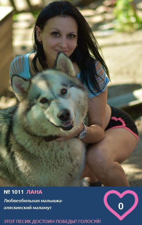 Фото Более тысячи собак стали участниками фотоконкурса «Главный пёсик Новосибирска» 4