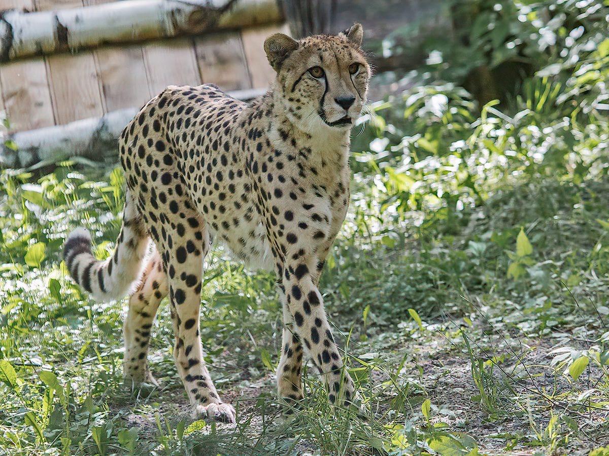 Фото Африканских гепардов показали в зоопарке Новосибирска 3