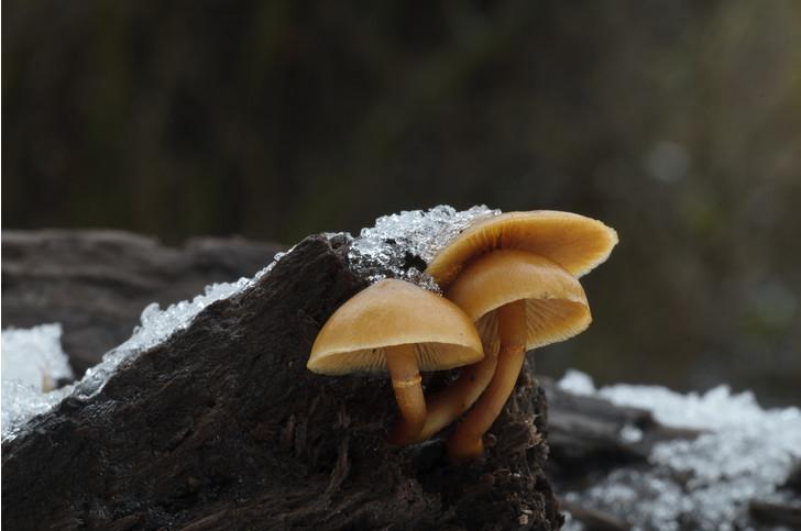 Какие грибы приводят к смерти