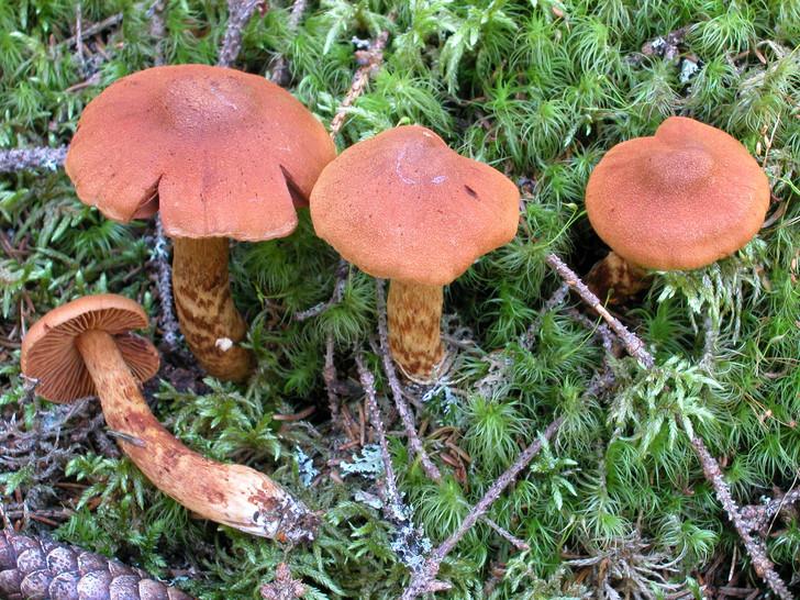 Фото Смерть неизбежна: пять грибов, яд которых убивает человека за несколько часов 5