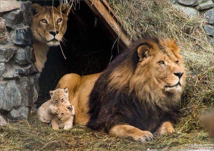 Фото В Новосибирском зоопарке умер 13-летний лев Самсон 2