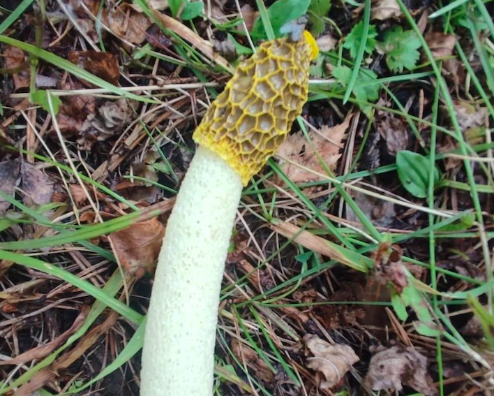 Фото Новосибирец обнаружил необычный гриб в виде фаллоса с пористой шляпкой