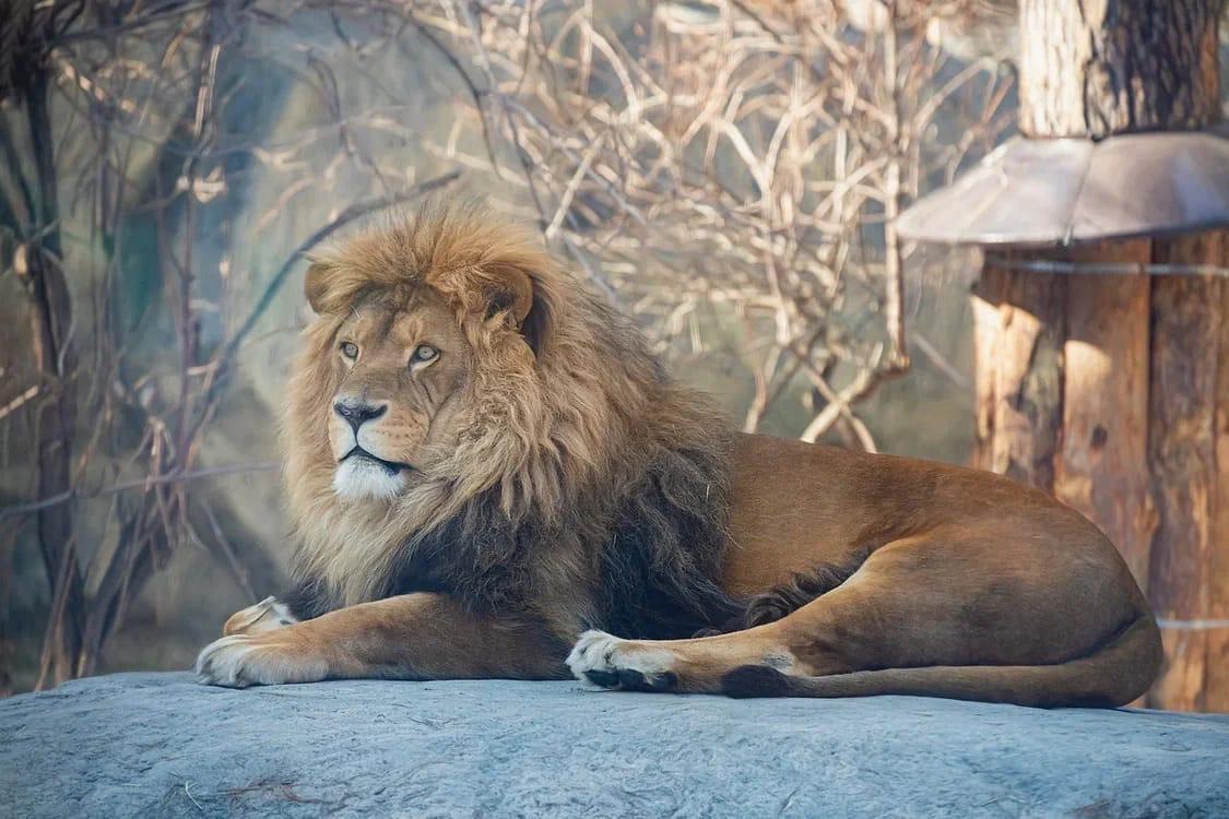 Фото В Новосибирском зоопарке умер 13-летний лев Самсон 3