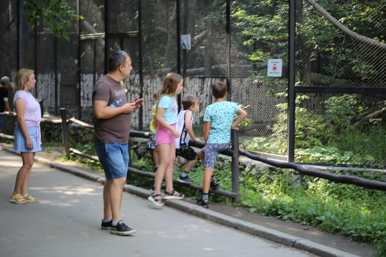Фото Недовольный манул позировал посетителям зоопарка в Новосибирске 5