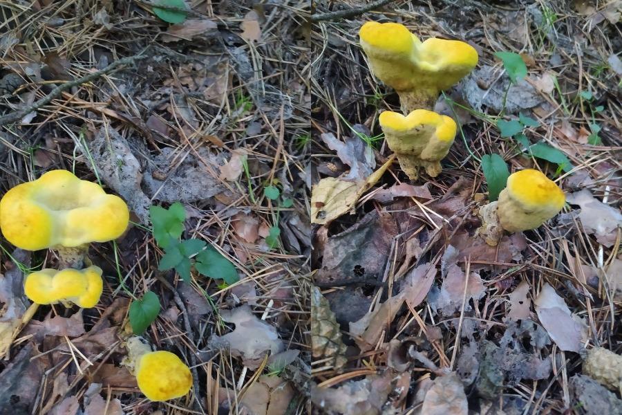 Фото Житель Новосибирска нашёл гриб ядовитого лимонного цвета возле Заельцовского парка