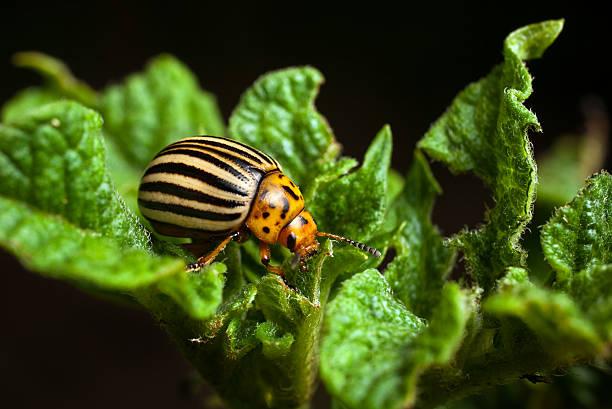 Фото Саранча, гусеницы и колорадский жук на даче: три убойных способа избавиться от вредителей в огороде летом 2022 2