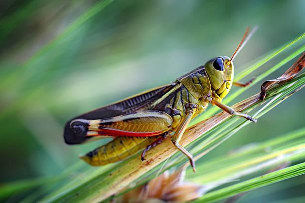 Фото Саранча, гусеницы и колорадский жук на даче: три убойных способа избавиться от вредителей в огороде летом 2022 3