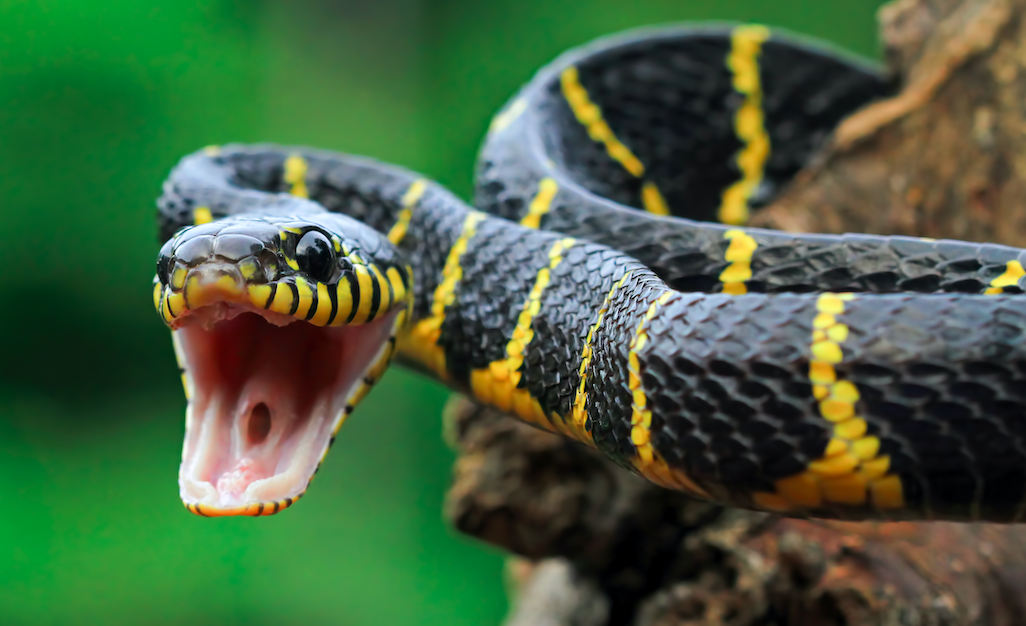 Фото Грибники пожаловались на нашествие змей в лесах Новосибирской области