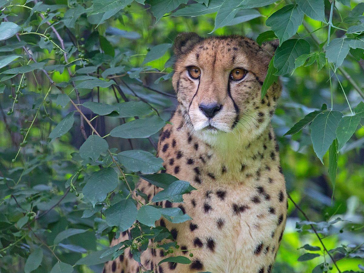 Фото Африканских гепардов показали в зоопарке Новосибирска 2