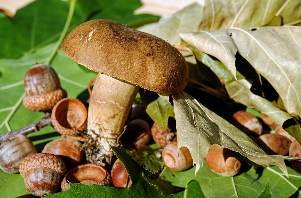 Фото Грузди, белые грибы и маслята: какие грибы можно собирать в августе 2023 в Сибири 2
