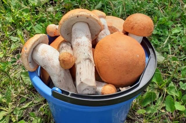 Фото Под Новосибирском местные жители собирают полные корзины грибов после дождей 2