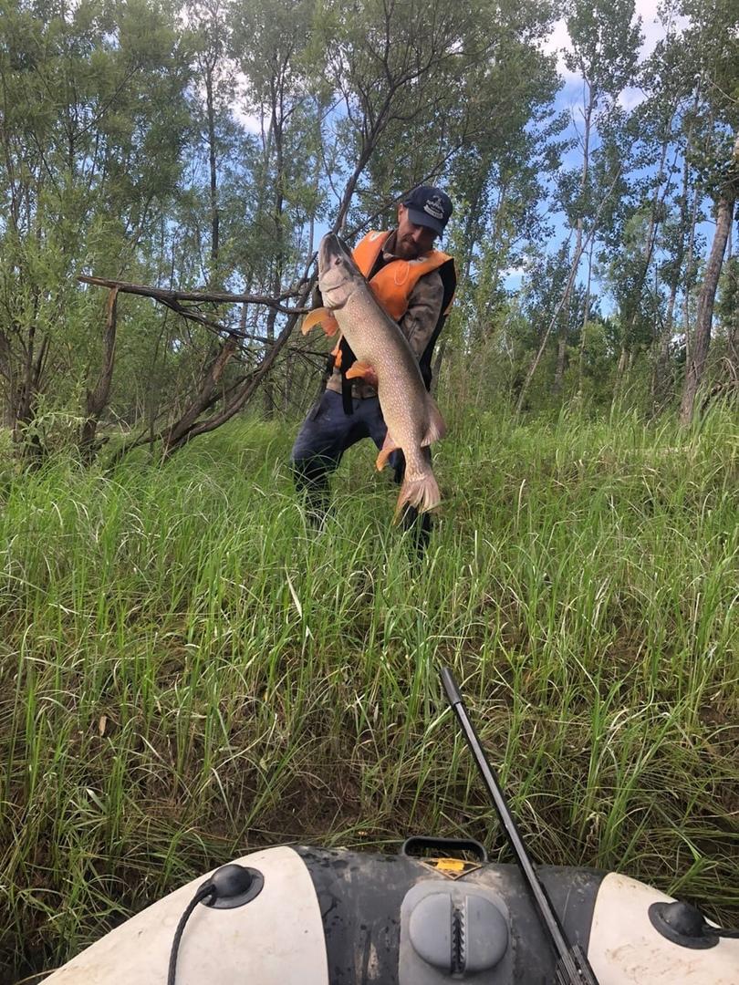 Фото Рыбак из Новосибирска поймал гигантскую щуку длиной более метра 3