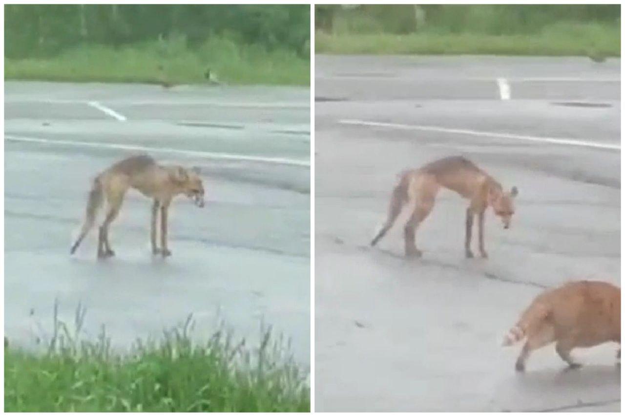 Фото Нападение детей-мигрантов на девочку и выход лис к людям: главные новости Новосибирска за 2 июля 2 - Сиб.ФМ Фото Нападение детей-мигрантов на девочку и выход лис к людям: главные новости Новосибирска за 2 июля 2