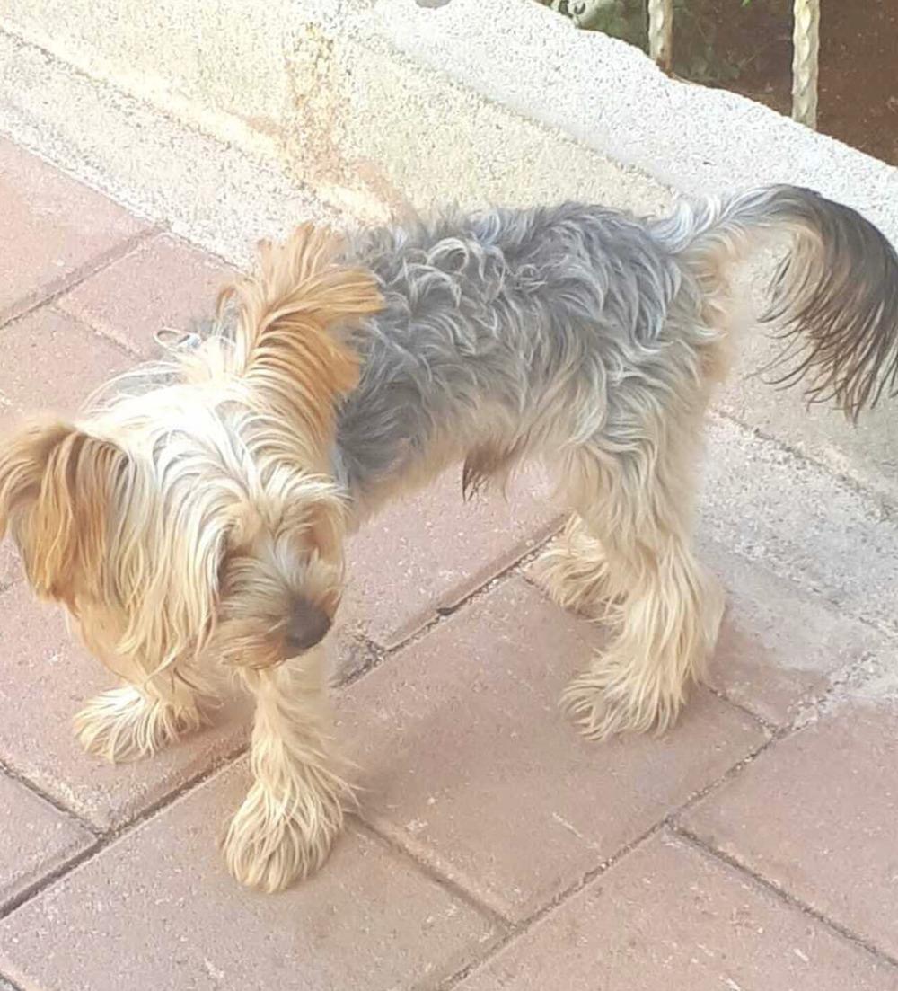 Фото Новосибирцы показали своих питомцев в Международный день собак 8 - Сиб.ФМ Фото Новосибирцы показали своих питомцев в Международный день собак 8