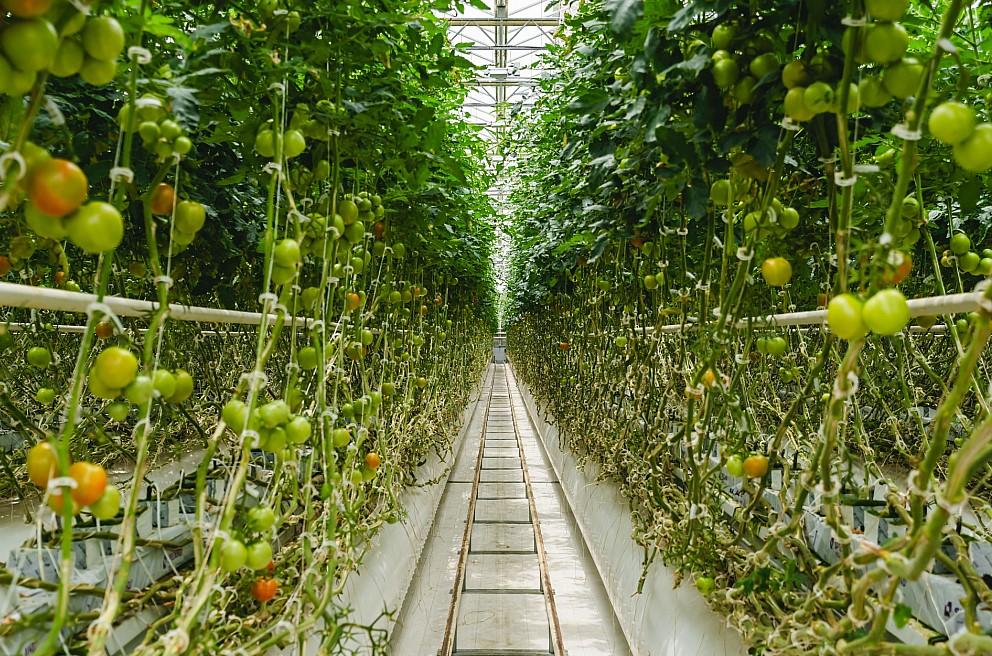 Фото Федеральный ритейлер рассказал, какие свежие овощи продаются лучше всего 3 - Сиб.ФМ Фото Федеральный ритейлер рассказал, какие свежие овощи продаются лучше всего 3