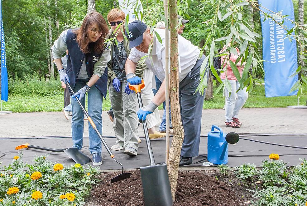 Фото В Березовой роще на Аллее Ветеранов высадили плакучие ивы и можжевельник 2 - Сиб.ФМ Фото В Березовой роще на Аллее Ветеранов высадили плакучие ивы и можжевельник 2