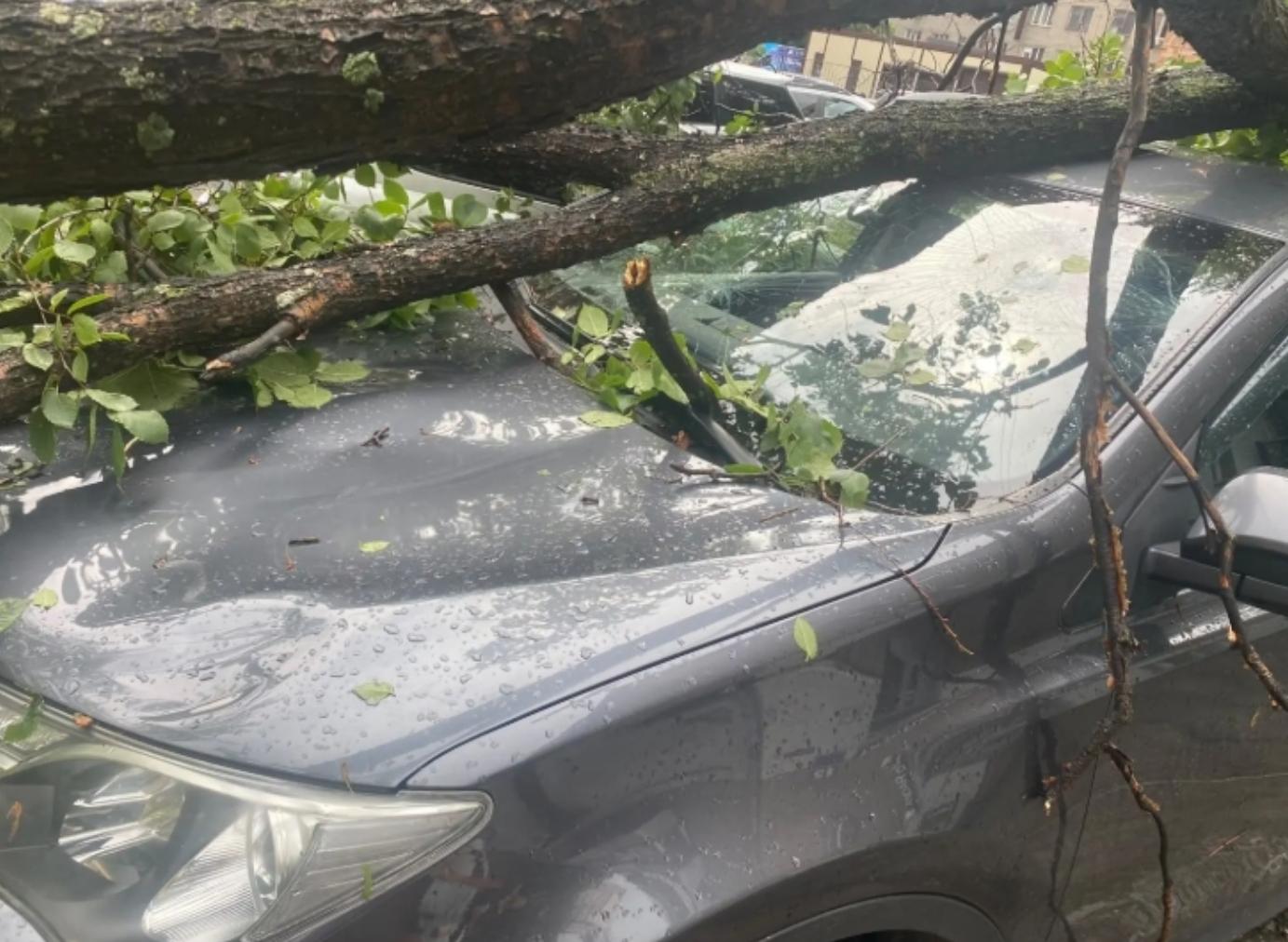 Фото В Новосибирске во время ливня дерево рухнуло на автомобиль 2