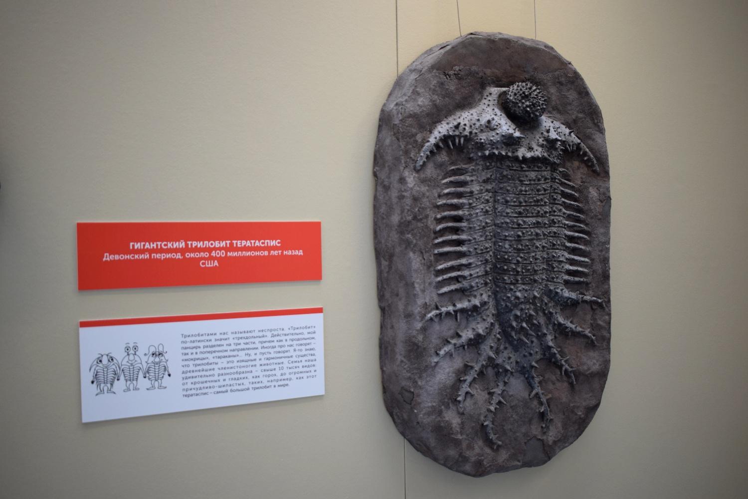 Фото В Новосибирске открылась палеонтологическая выставка 3