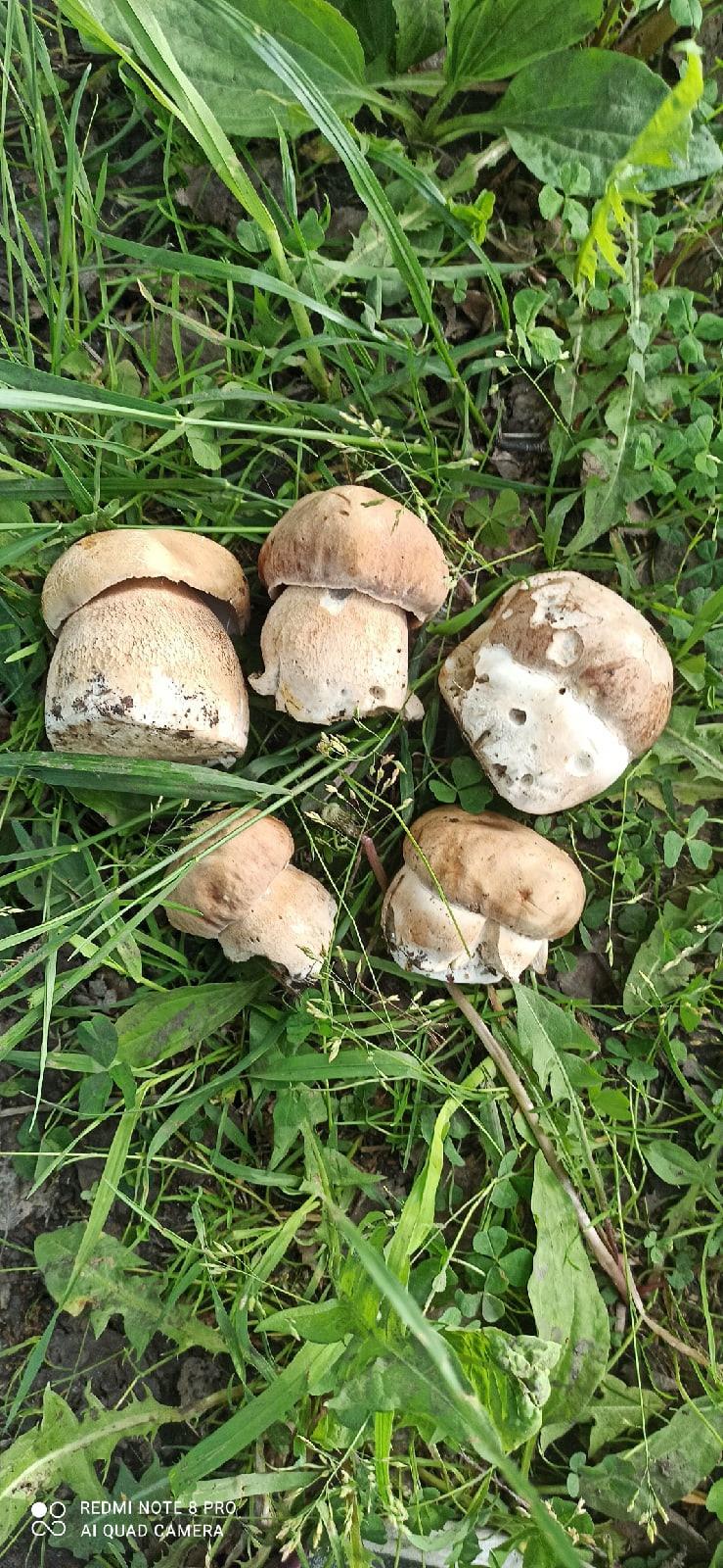 Фото Белые грибы, подберёзовики и коровники появились в лесах Новосибирска 4
