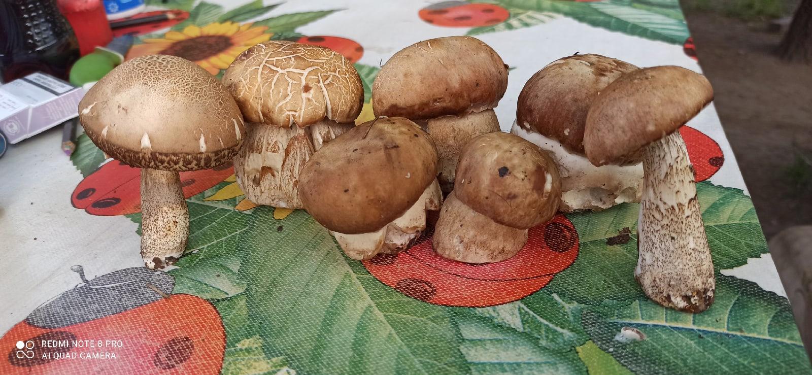 фото Белые грибы, подберёзовики и коровники появились в лесах Новосибирска