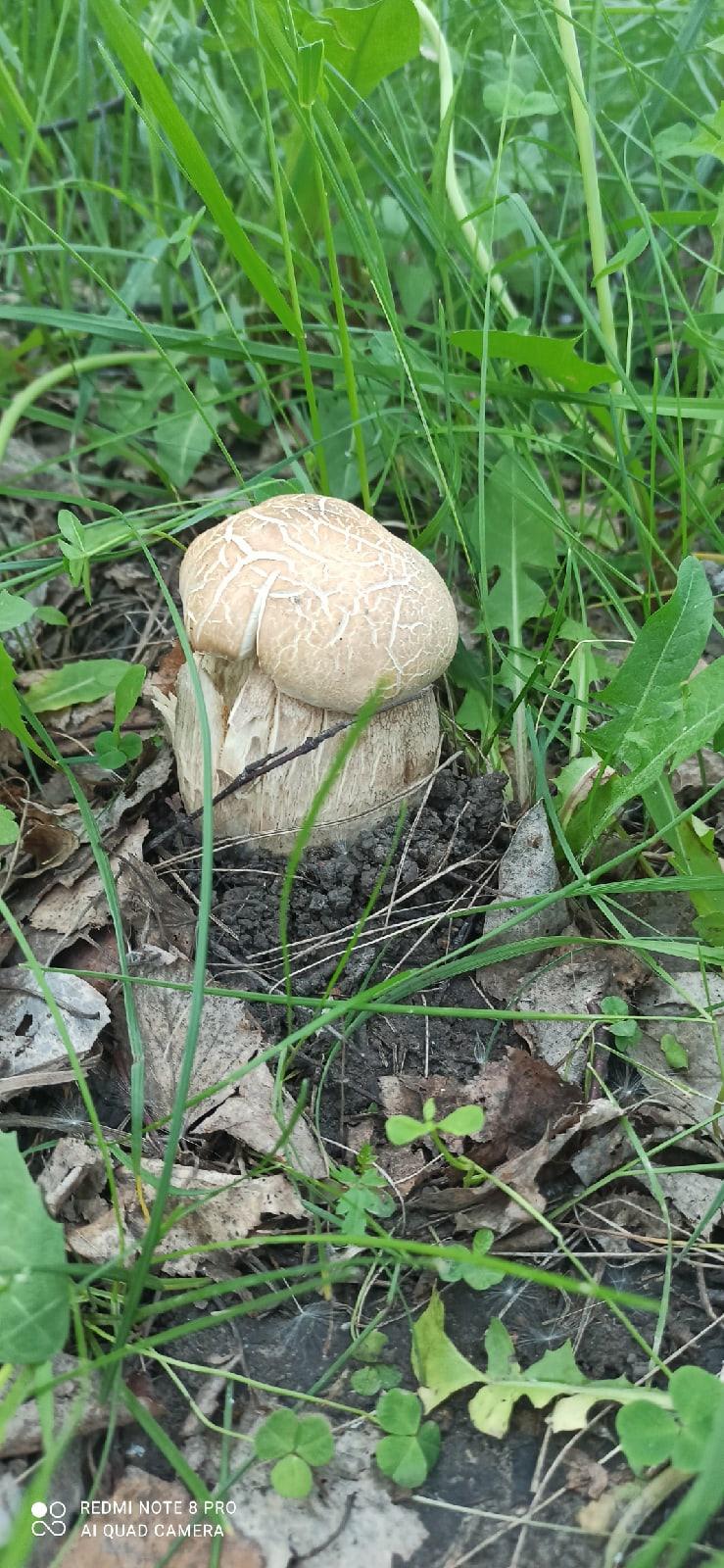 Фото Белые грибы, подберёзовики и коровники появились в лесах Новосибирска 3