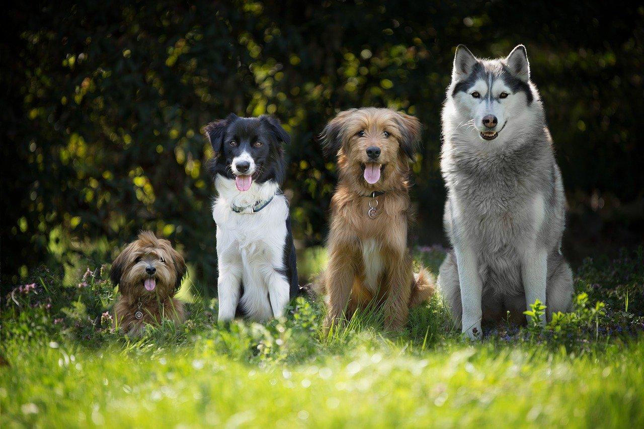Фото Сколько живут собаки: породы-долгожители, большие и маленькие