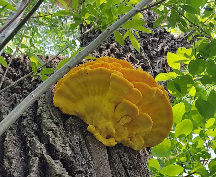 Ведьмин гриб где растет. ВЕДЬМИНА сера гриб. Ведьминой сере (гриб трутовик серно-желтый). Ведьмино сердце гриб. Ведьмин гриб фото.