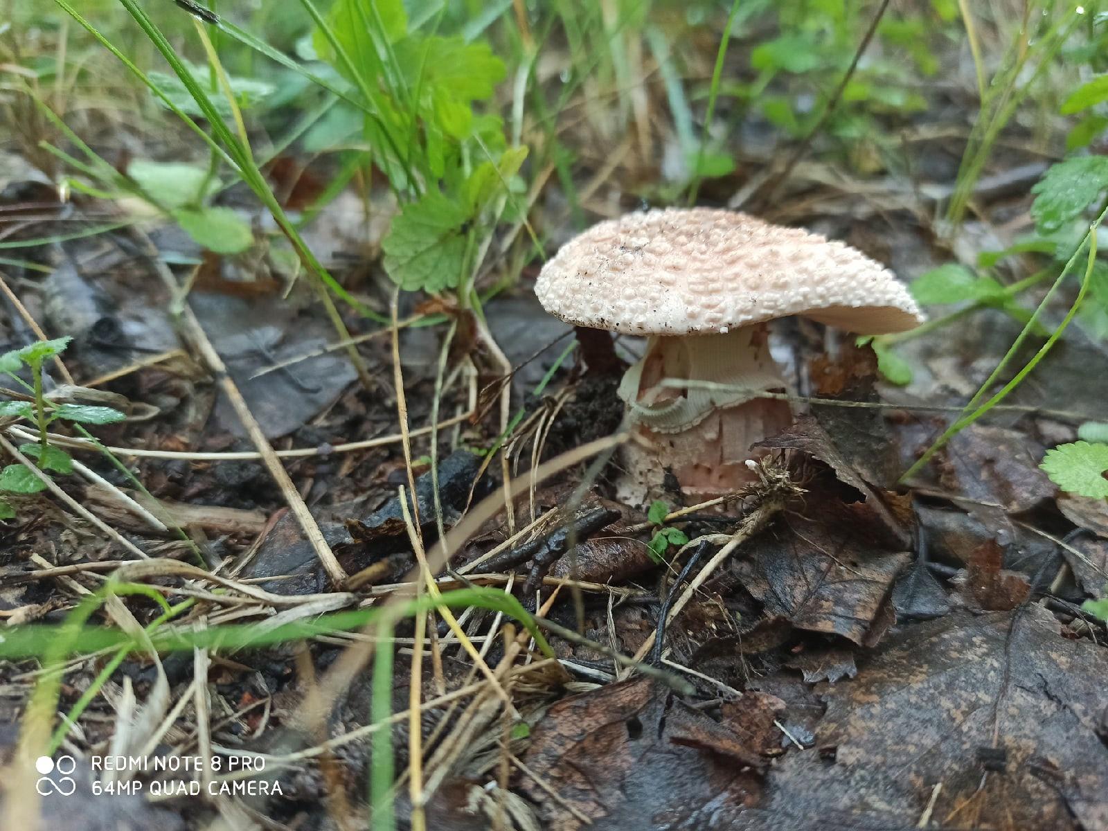 фото Смертельно ядовитый гриб появился в лесах Новосибирской области 2