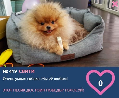 Фото Космические улыбки 10 участников конкурса «Главный пёсик Новосибирска» – публикуем обзор самых милых фото 3