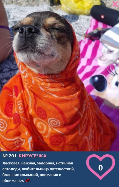 Фото «Дайте собаке соску»: костюмированные фото участников конкурса «Главный пёсик Новосибирска», которые вызывают улыбку 10