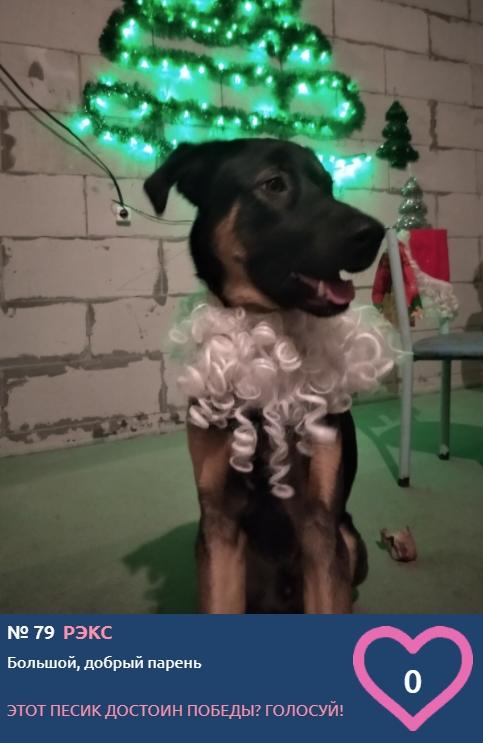 Фото «Дайте собаке соску»: костюмированные фото участников конкурса «Главный пёсик Новосибирска», которые вызывают улыбку 9