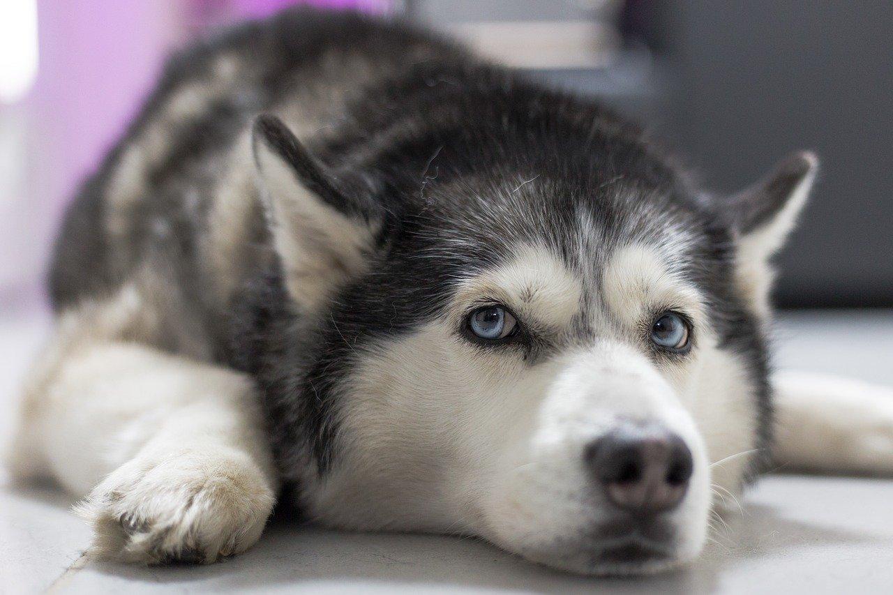 Фото Сколько живут собаки: породы-долгожители, большие и маленькие 3