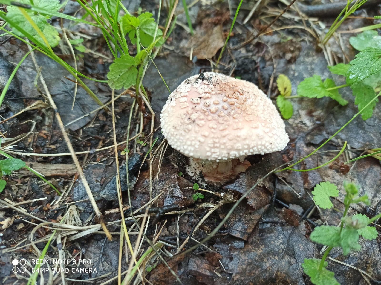фото Смертельно ядовитый гриб появился в лесах Новосибирской области